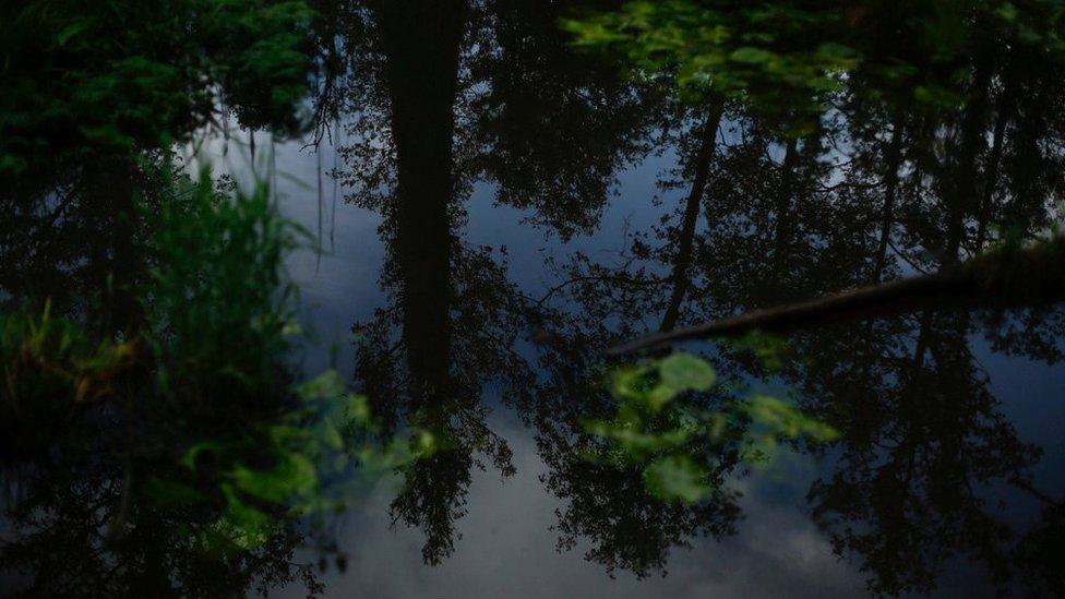 Poland's ancient Bialowieza Forest