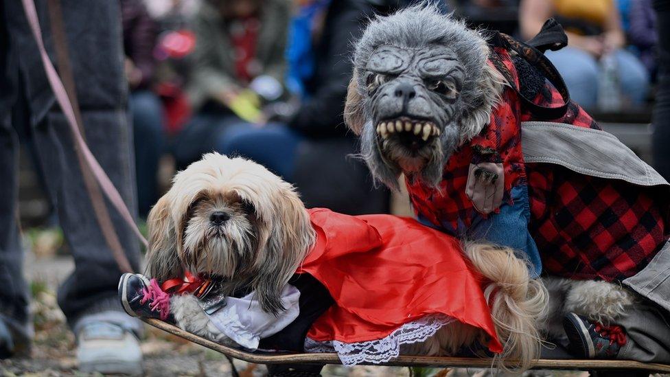 little red riding hood costume on one dog and bad wolf mask on the other