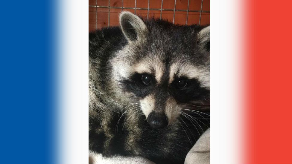 Raccoon against French flag