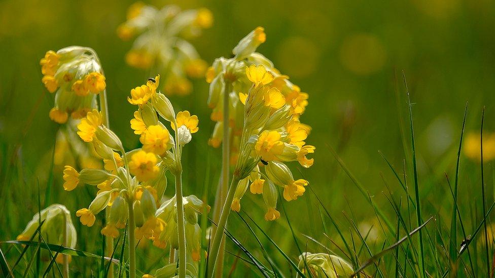 Cowslips in the sunshine, taken by the River Thames not far from Bampton