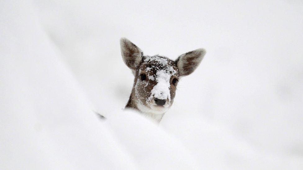 A snow covered deer is pictured in Knole Park in Kent, southern England on December 1, 2010.