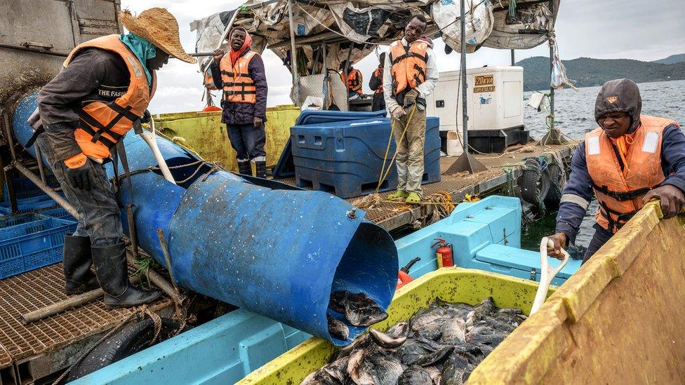 Harvesting fish at Victory Farms