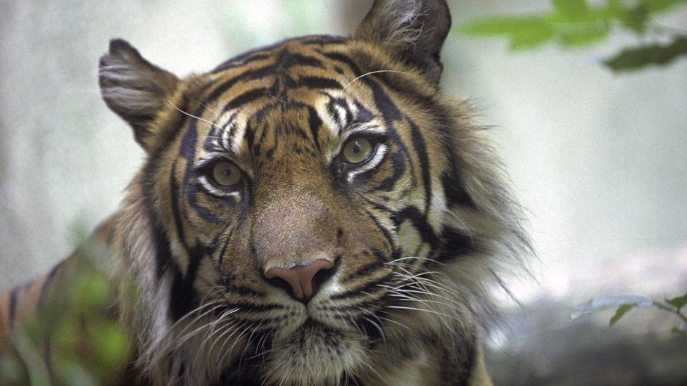 sumatran-tiger