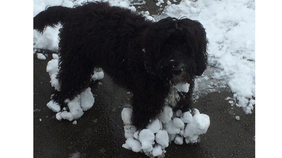 A dog in snow