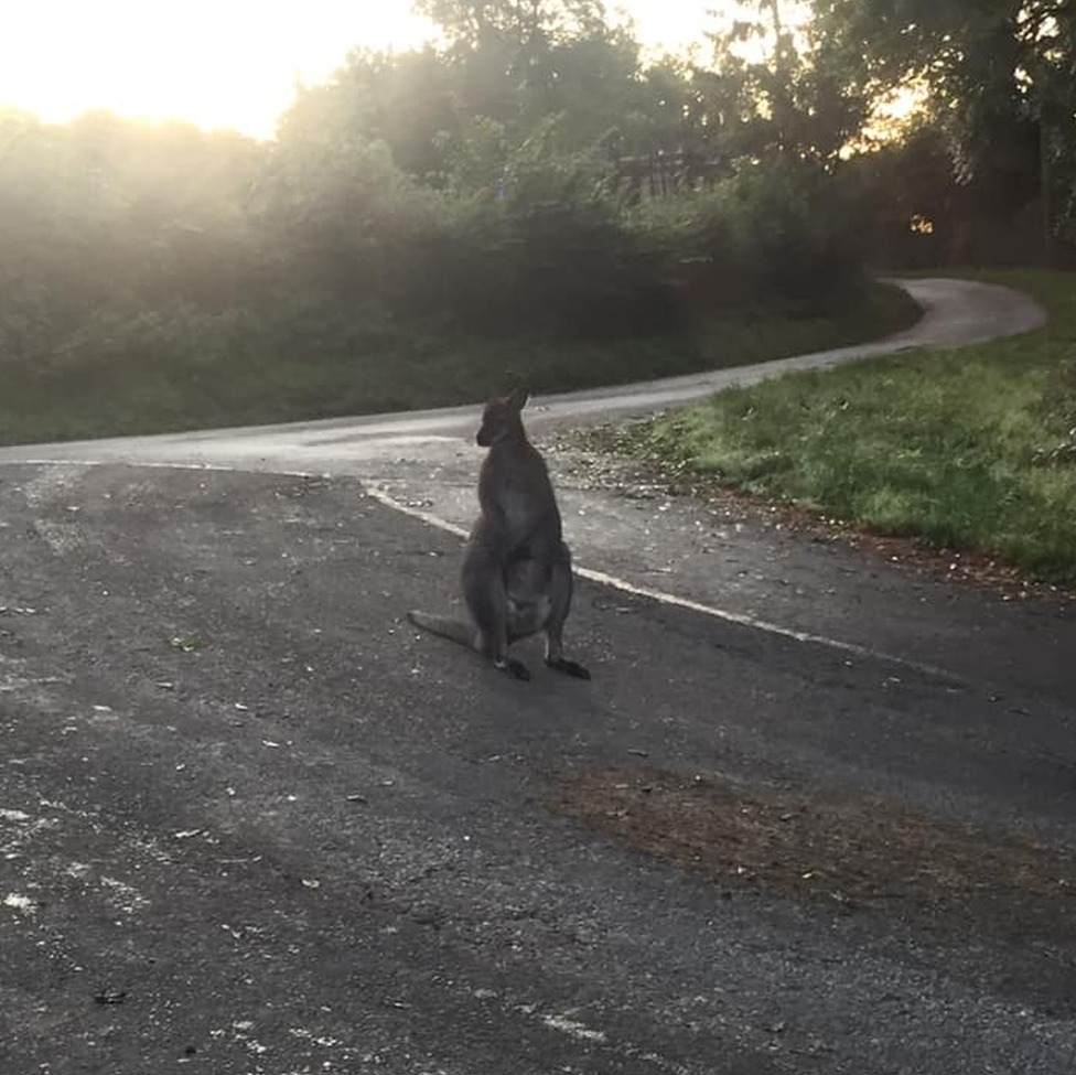 Wallaby in Rutland