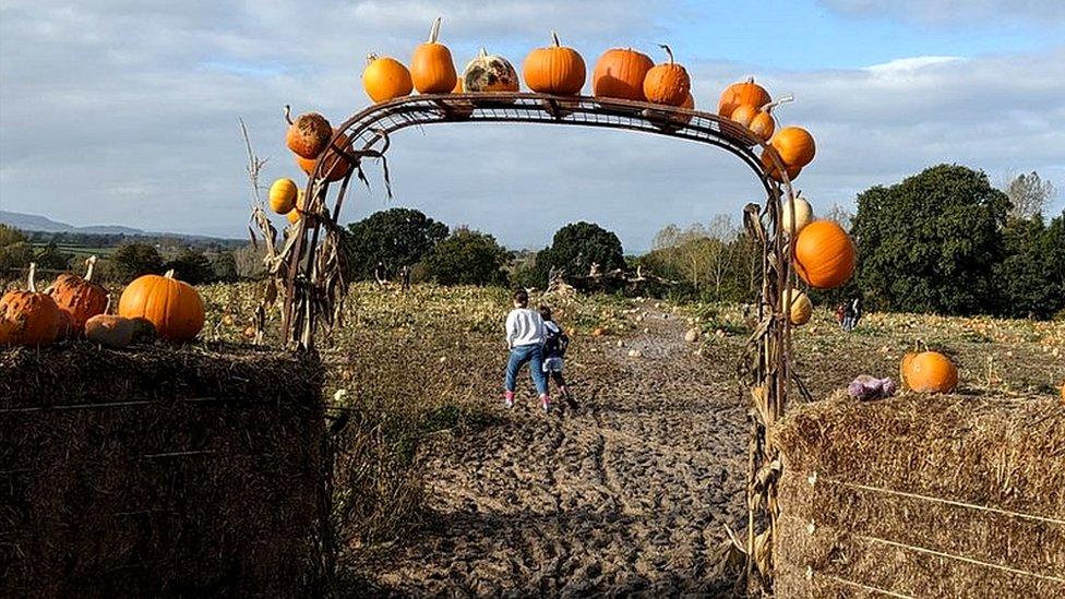 Pumpkin arch