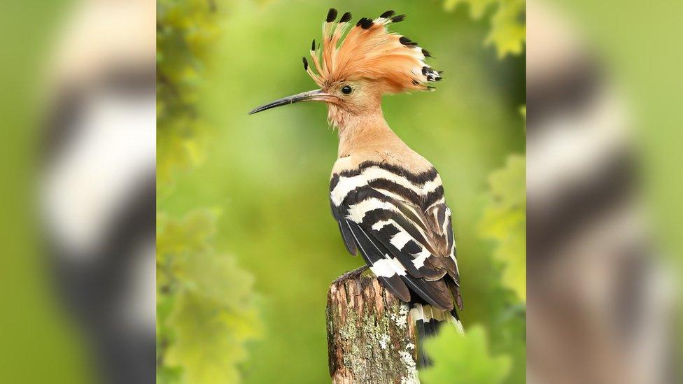 Hoopoe.