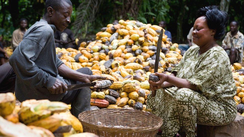 Akua Gwamfua harvesting on her farm in Amankwaatia village, Ghana