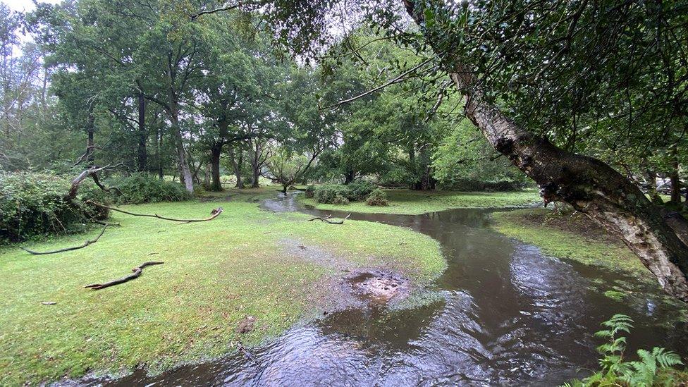 Pollution at Mallard Wood