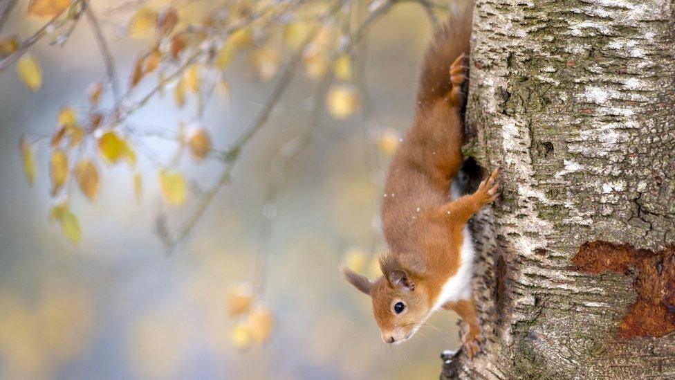 Squirrel in woods