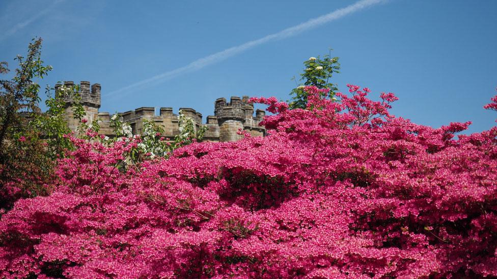 Blossom on trees