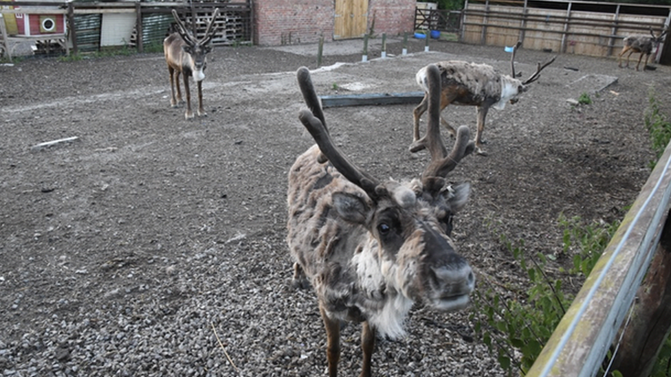 Cheshire Reindeer Lodge