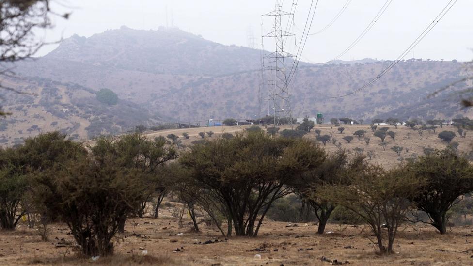 Pylons and avocado trees near the spot where Nicole's body was dumped