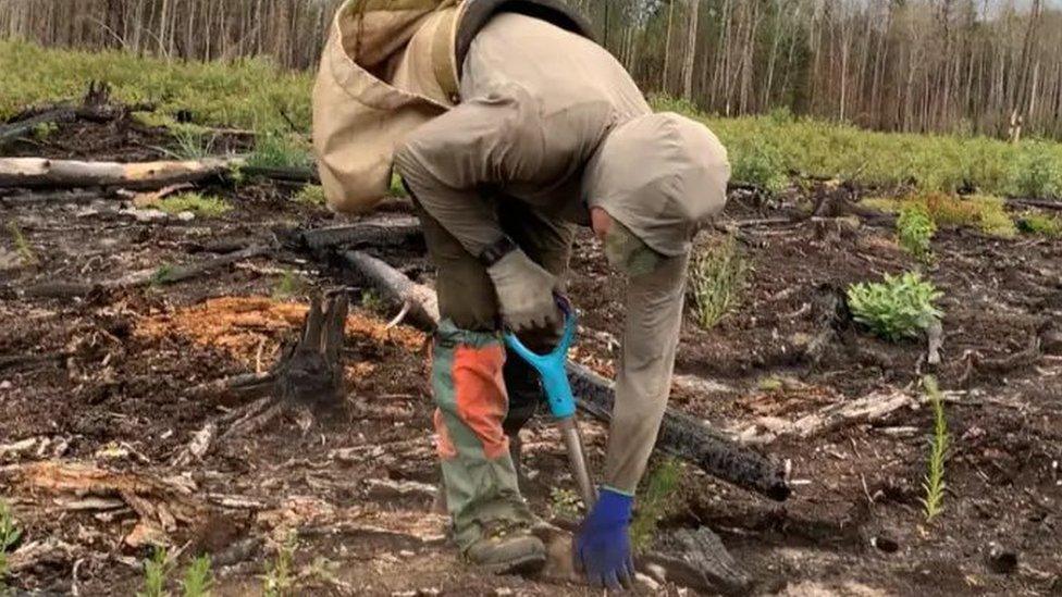 tree-planting-canada.