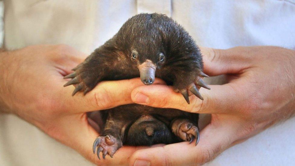 A puggle born at Taronga Zoo in Sydney, Australia