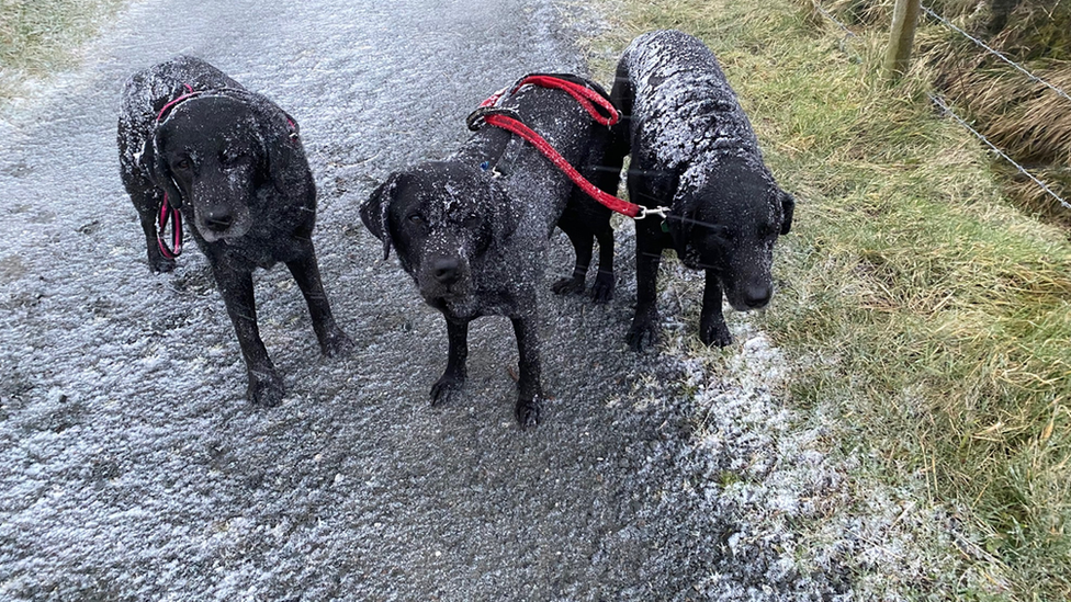 Dogs at Slievenacloy Nature Reserve