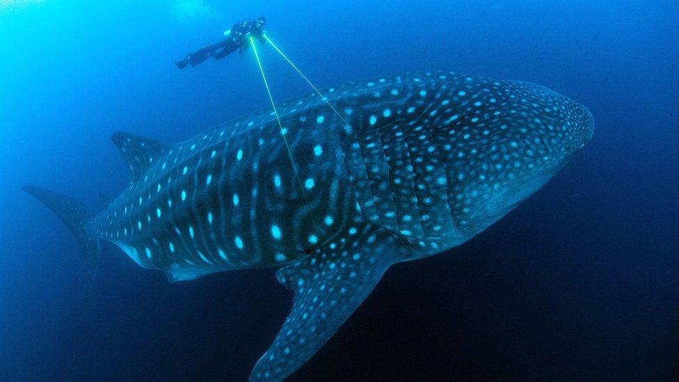 whale shark