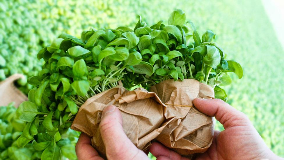 Bunches of basil