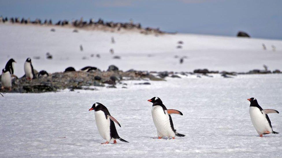 Gentoo penguins