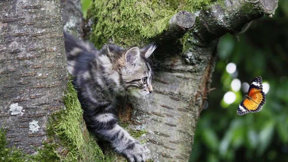 Cat in a tree