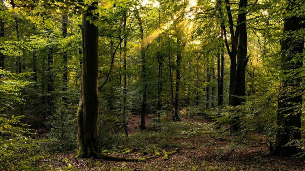 forest.