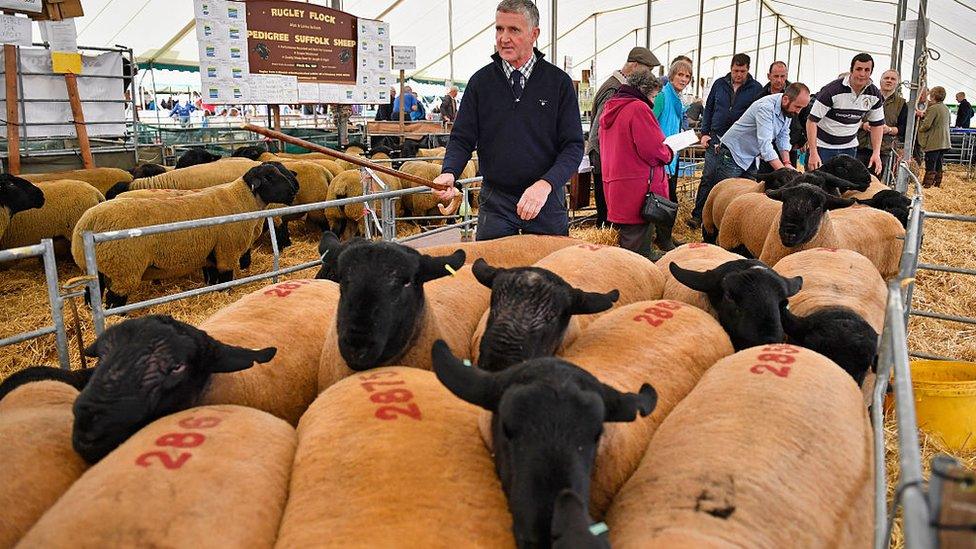 Farmers buy and sell at the Kelso ram sale in Scotland, 2016