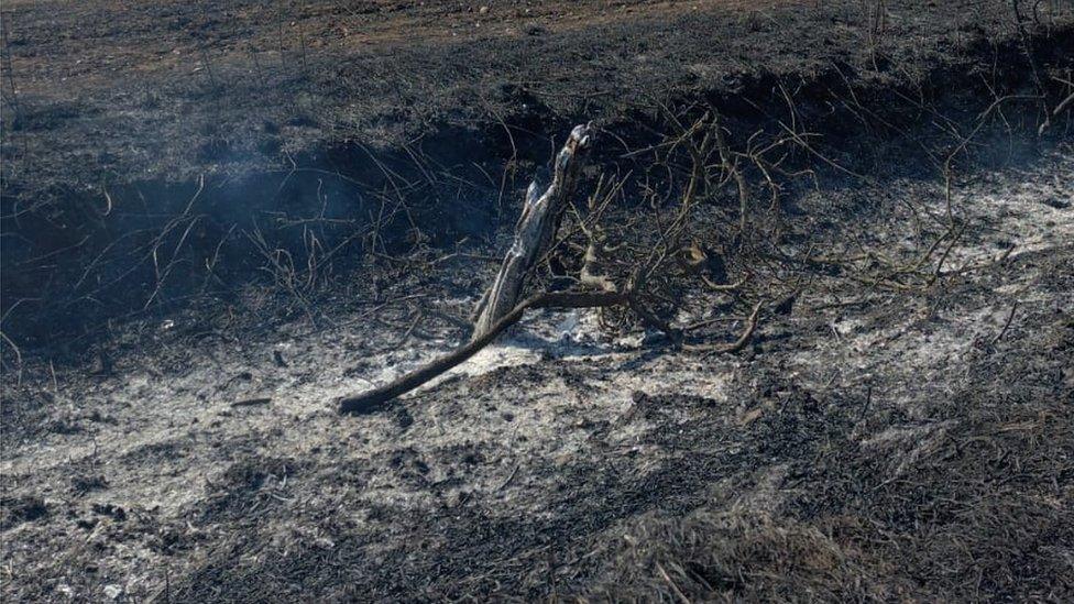 Broomfield field fire in Essex