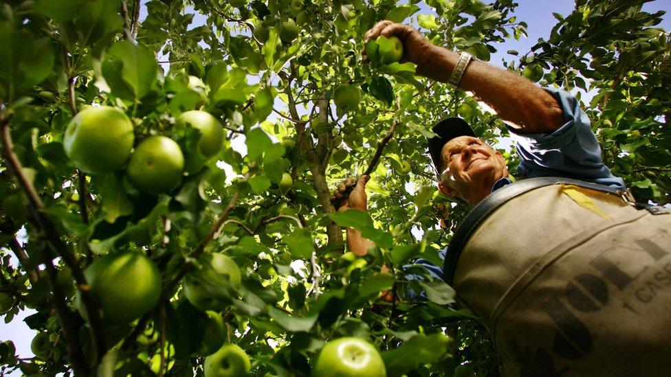 Orchard owner picking Granny Smith apples