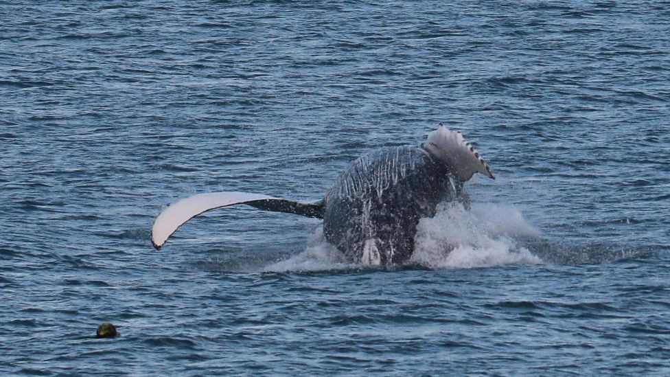 Humpback whale