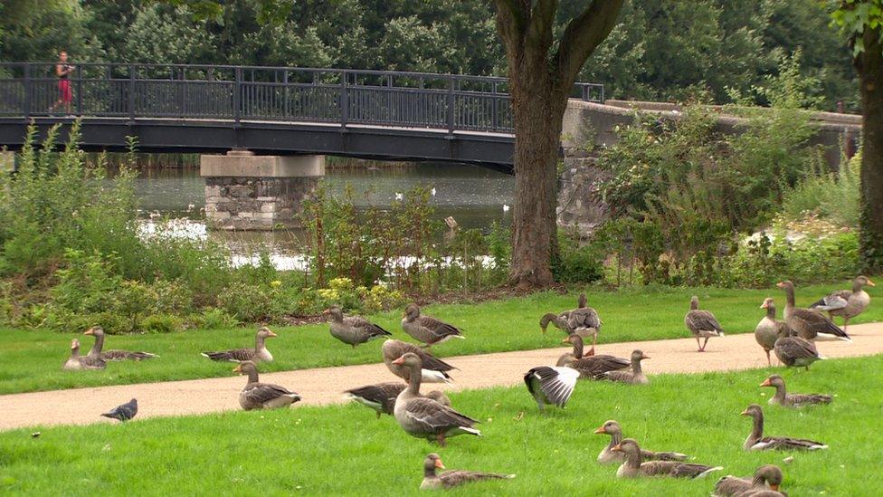 Greylag geese on the grass at Victoria Park