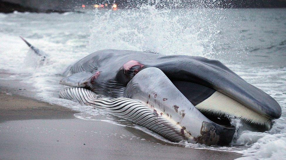 A rescue attempt fails to save beached whale in Cornwall