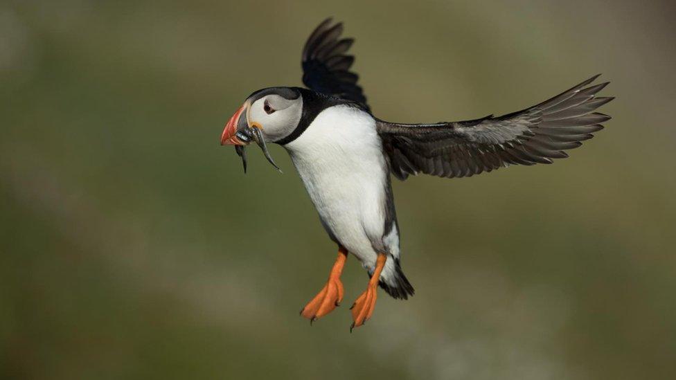 A puffin on the island