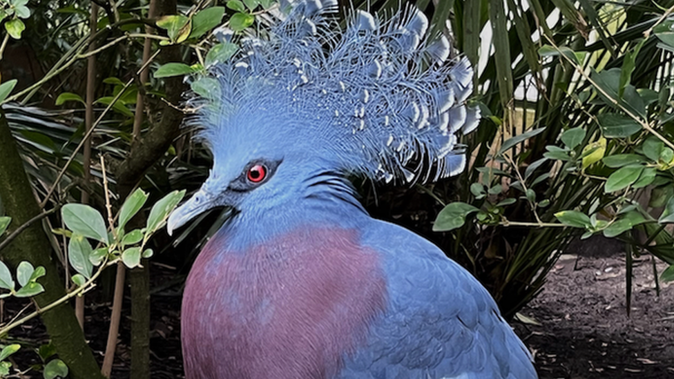 Bertie, the male Victoria Crowned-pigeon