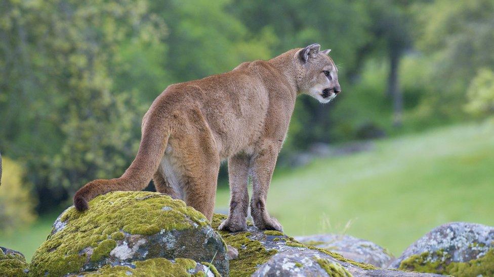 mountain lion.