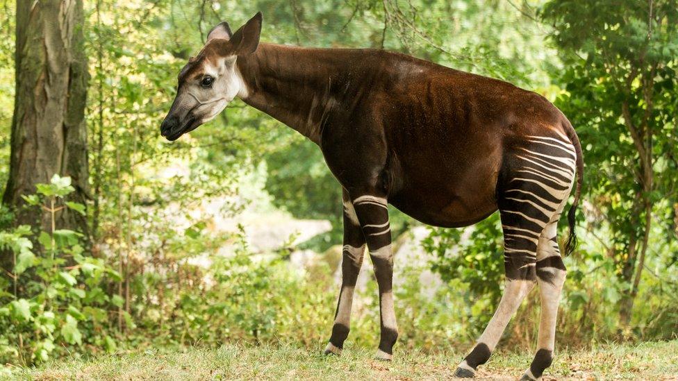 Okapi