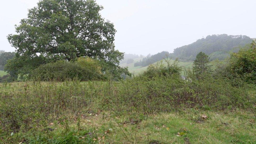 Brambles and nettles on the mound