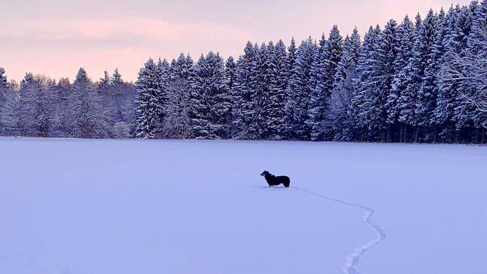 Dog in snow