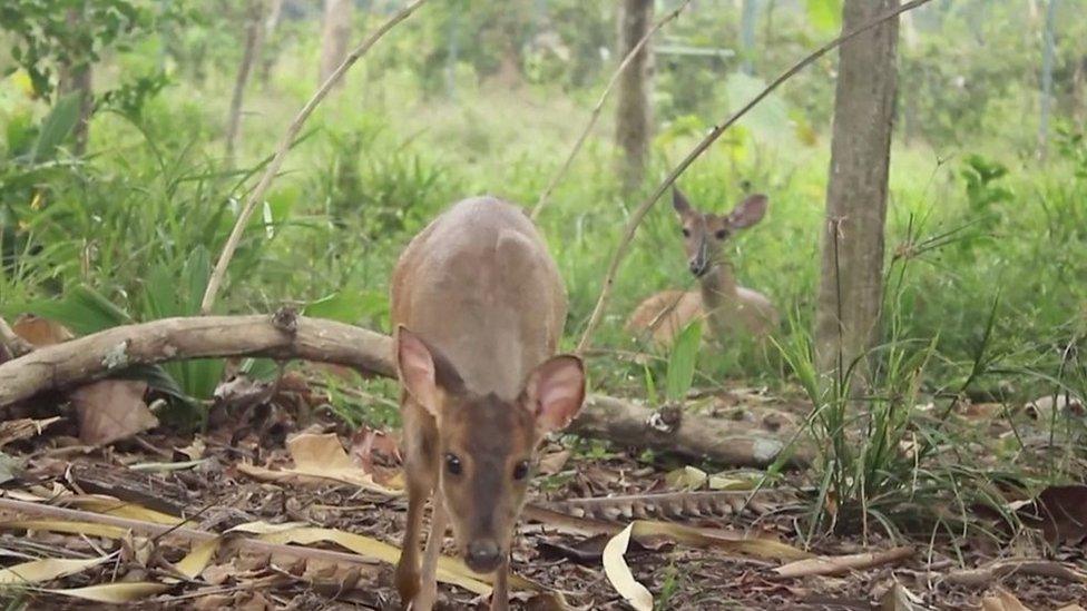 Deer walking in the forest