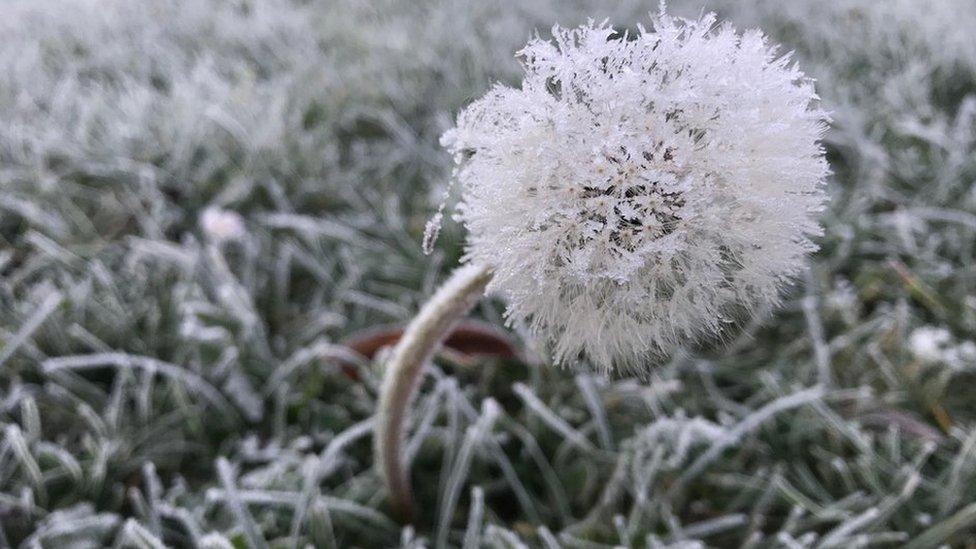 A dandelion in a frosty field