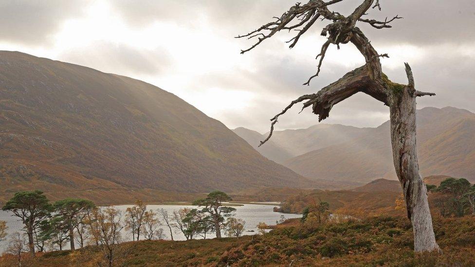 Dead Scots pine