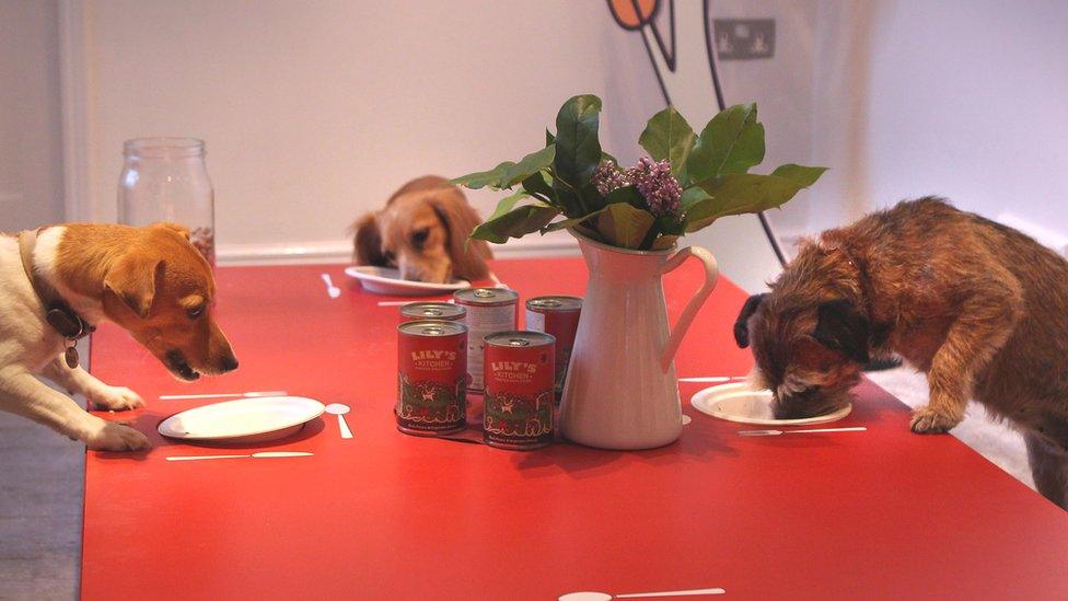 Dogs eating Lily's Kitchen food