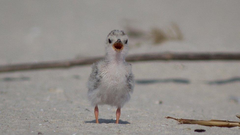 A least tern chick