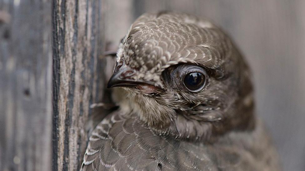 A swift in close-up