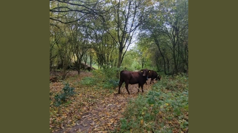 Cows grazing