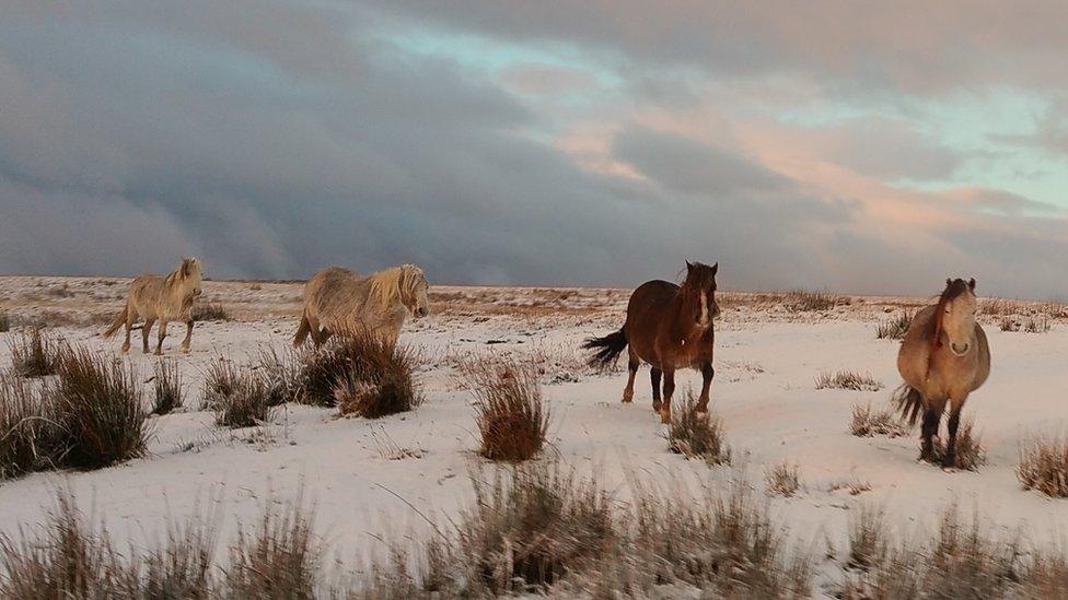 Ponies on a snowy hillside above Aberdare in the Cynon Valley