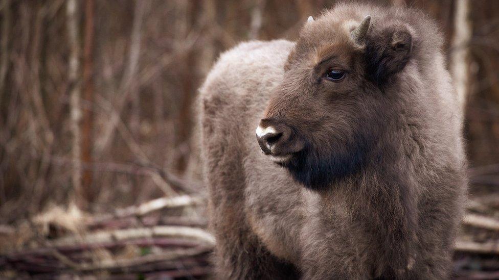 Bison calf at six months