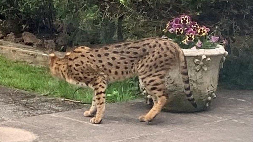 Large cat in Hampstead