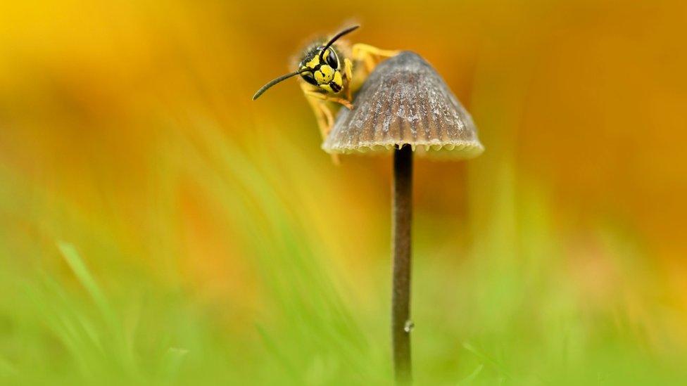 Wasp on mushroom.