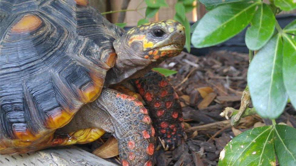 red-foot tortoise