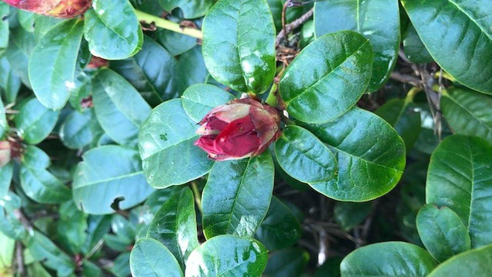 Anne Macfie said rhododendrons were normally in full flower by now